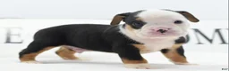 Mixed Breed dogs for sale: Diesel - Ad 19