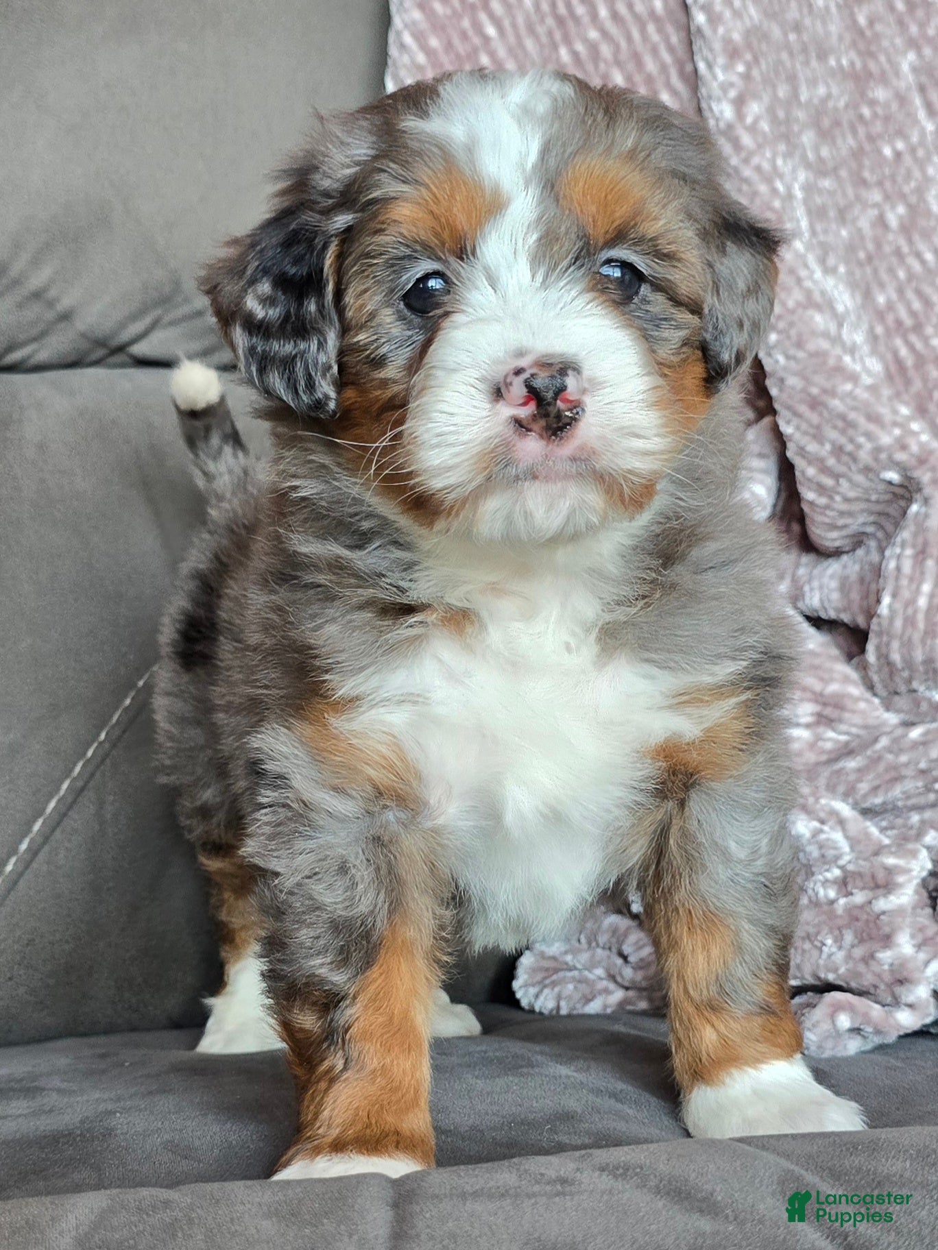 Mini Bernedoodle dogs Mini Sophie - Ad 26