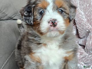 Mini Bernedoodle dogs Mini Sophie - Ad 33