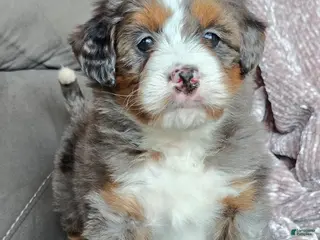 Mini Bernedoodle dogs Mini Sophie - Ad 36