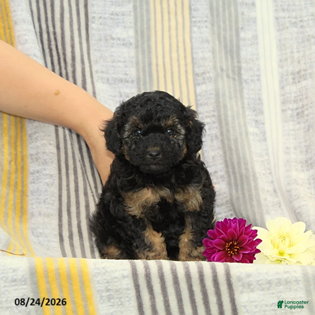 Toy Poodle dogs for sale: Violet - Ad 2