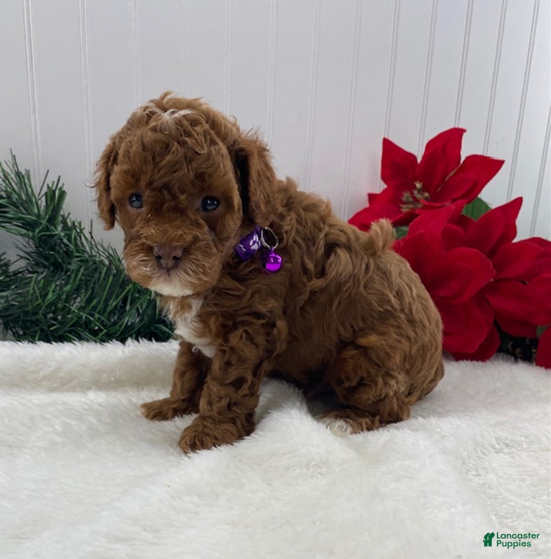 Toy Poodle dogs for sale: Archie - Ad 4
