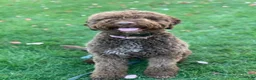Lagotto Romagnolo dogs for sale: Red collar male - Ad 6