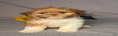 Jack