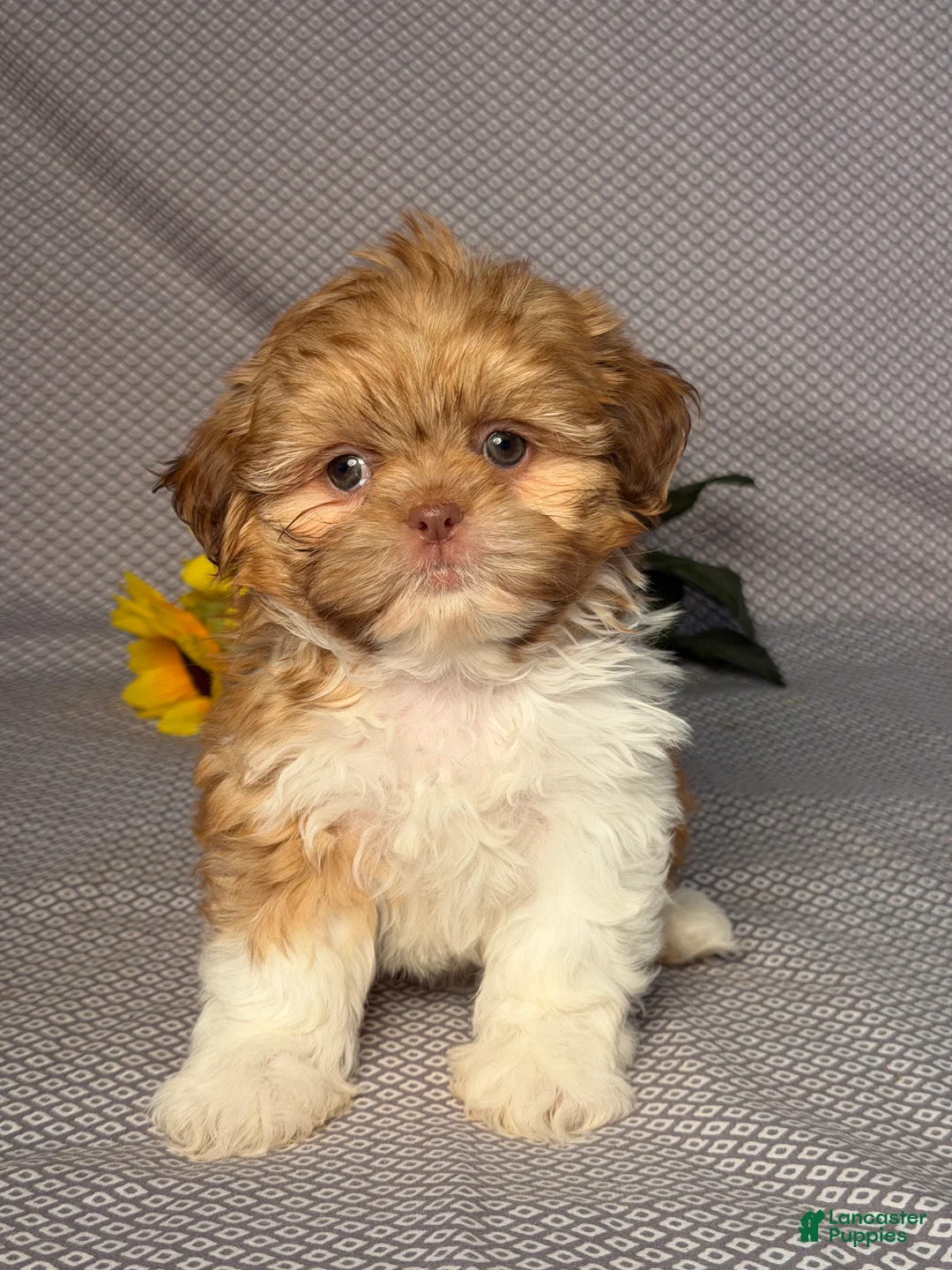 Shih Tzu dogs for sale: Jack - Ad 1
