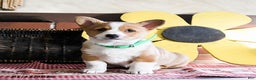 Welsh Corgi Pembroke dogs for sale: Diamond - Ad 3