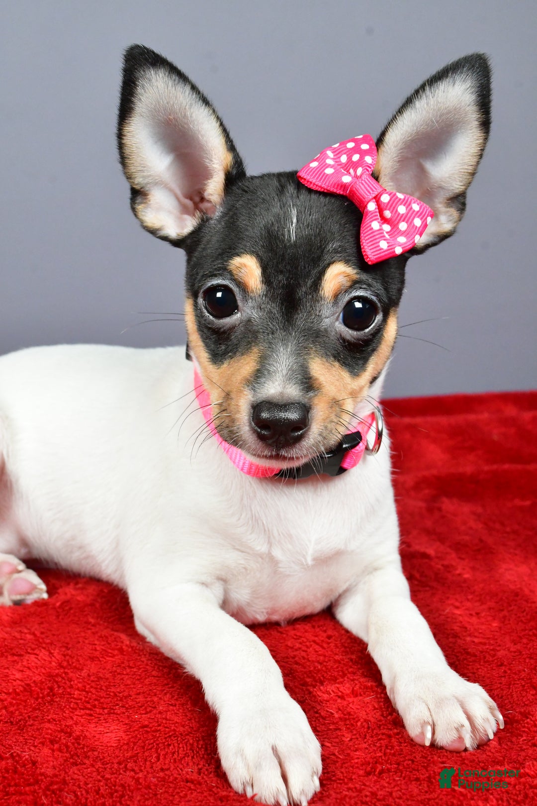 Toy Fox Terrier dogs for sale: Lexi - Ad 2
