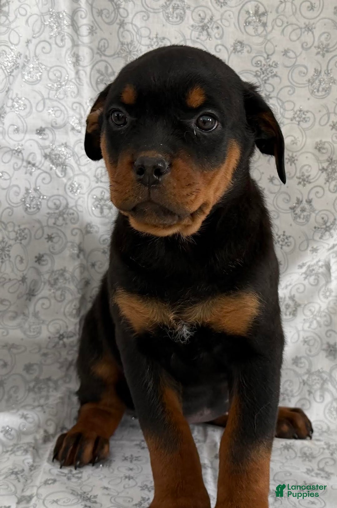 Rottweiler dogs for sale: Wanda - Ad 1