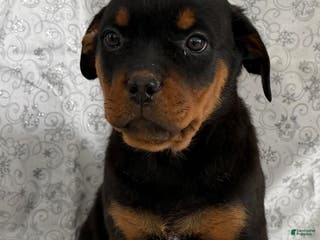 Rottweiler dogs Wanda - Ad 14