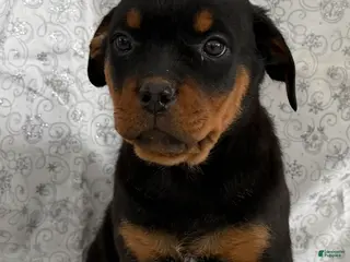 Rottweiler dogs Wanda - Ad 40