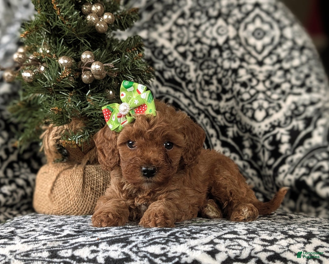 Cavapoo dogs for sale: Camryn Hypoallergenic - Ad 6