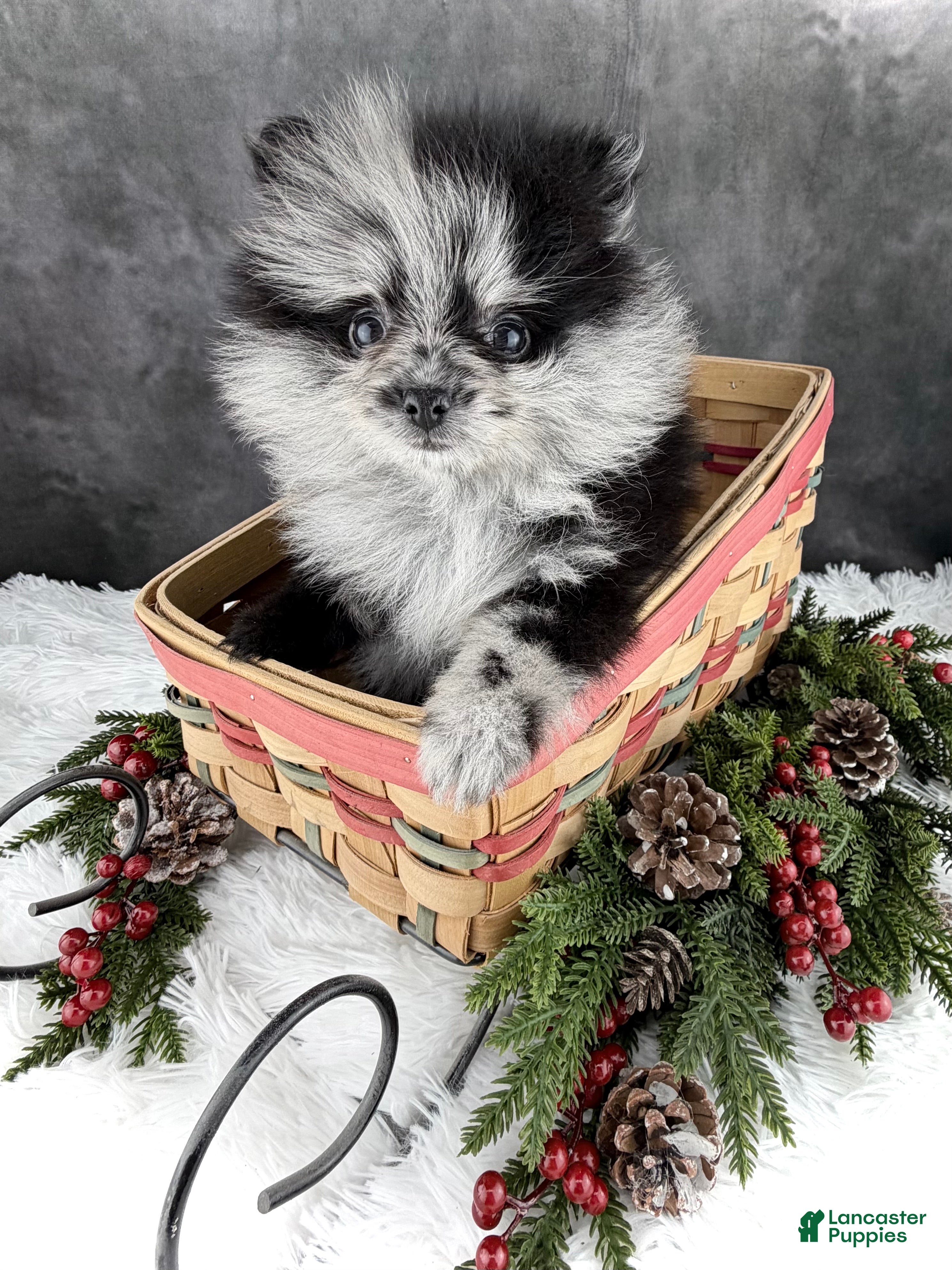 Pomeranian dogs Noel AKC - Ad 20