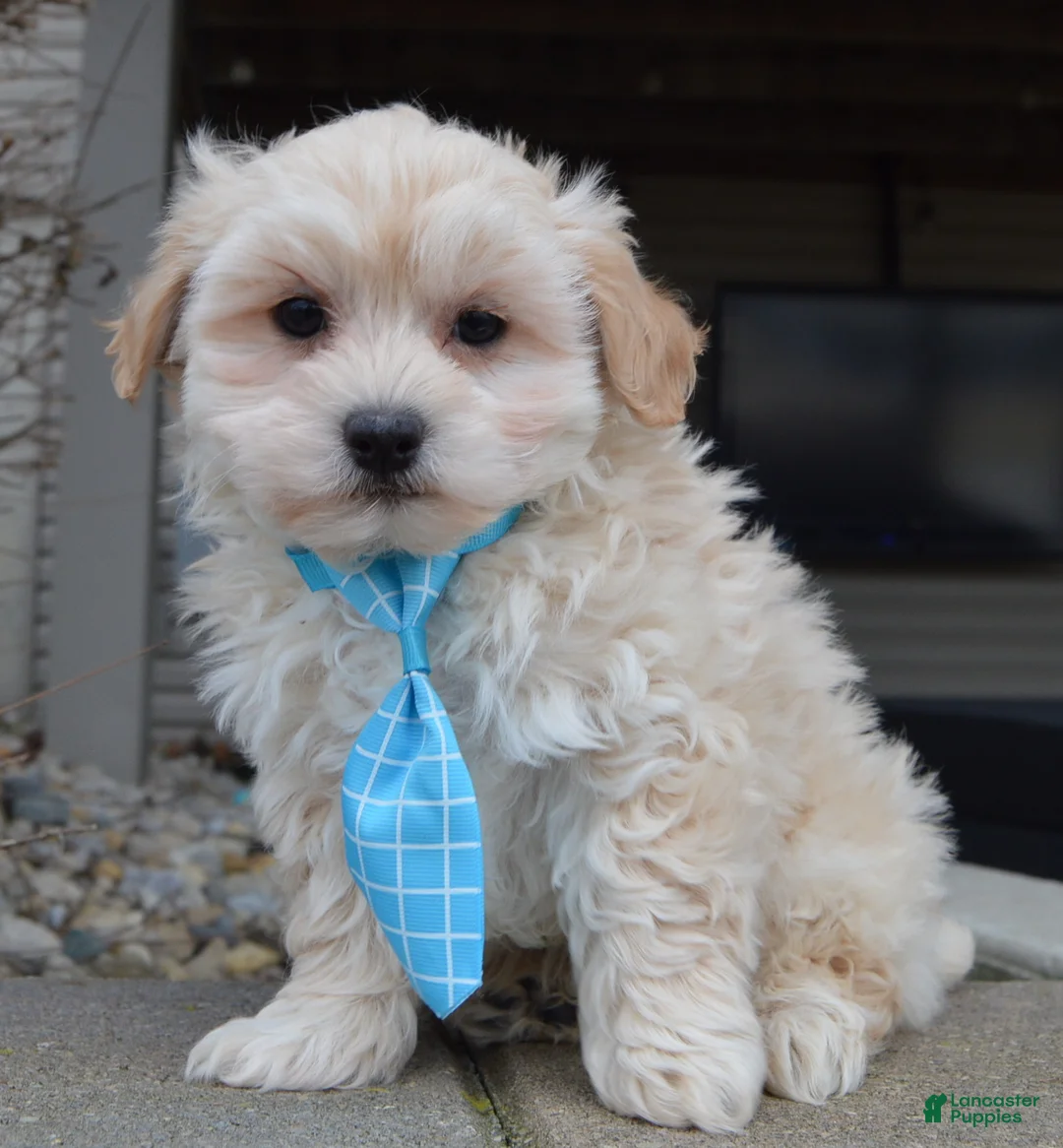 Maltipoo dogs for sale: Max - Ad 2