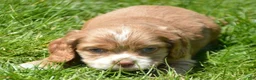 Cockapoo dogs for sale: Cockapoo Chrissy - Ad 3