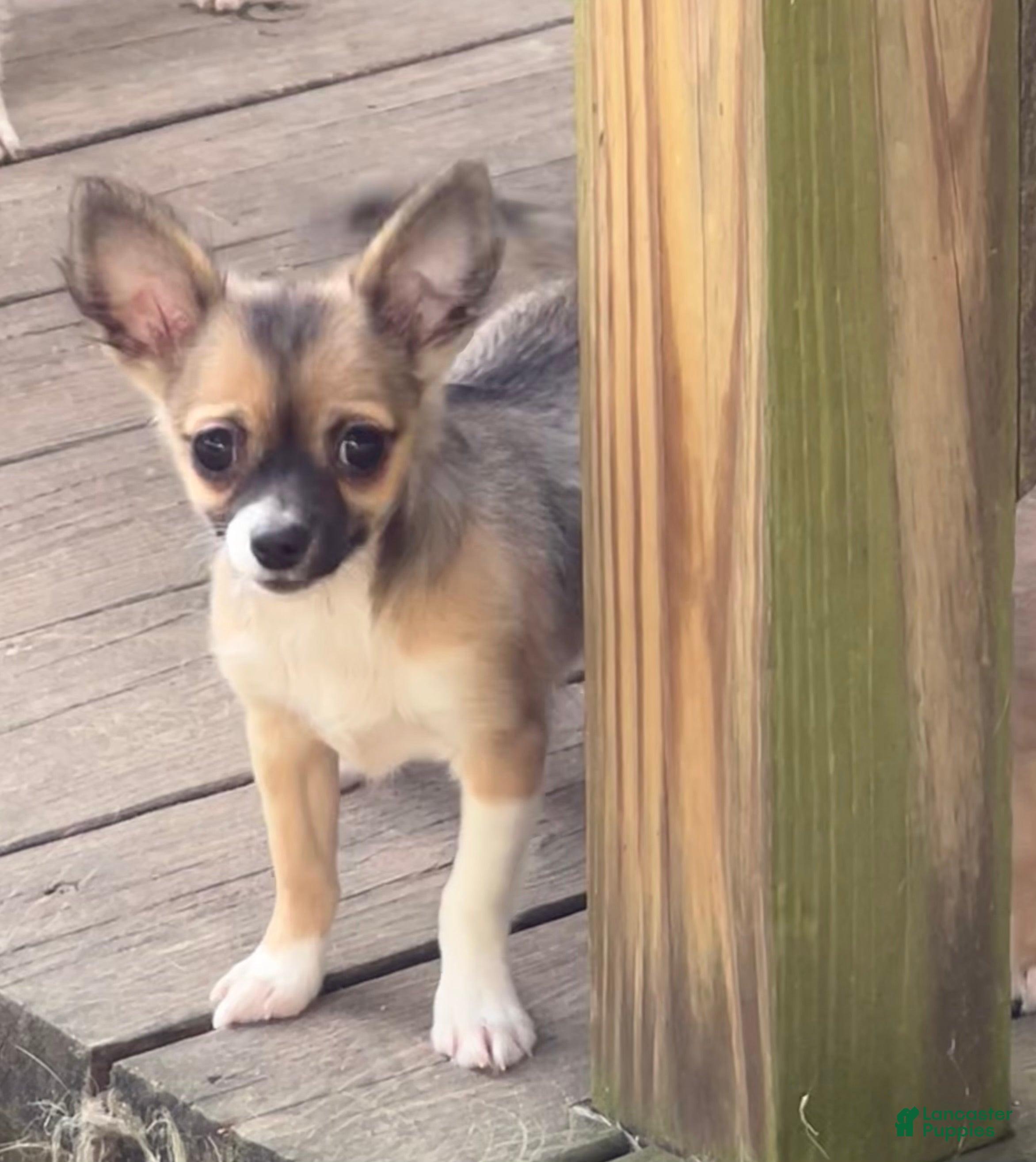 Chihuahua dogs Rocky - Ad 1