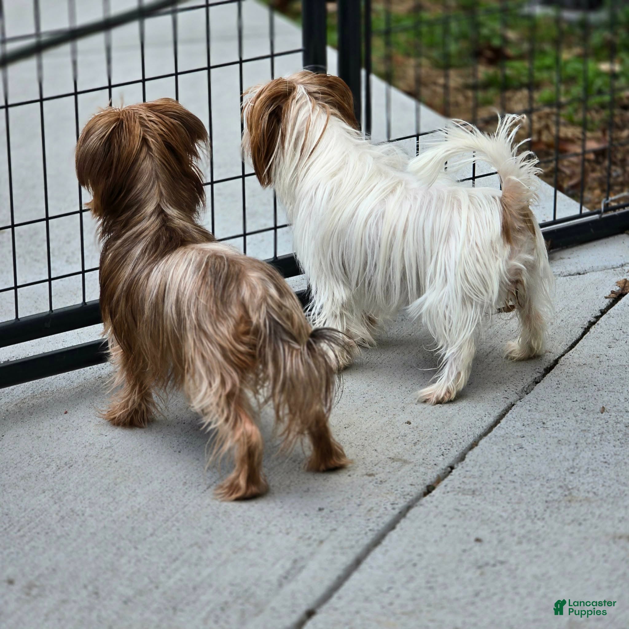 Yorkshire Terrier dogs Sandee - Ad 36