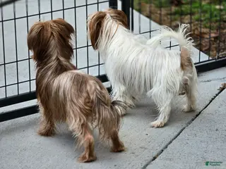 Yorkshire Terrier dogs Sandee - Ad 36