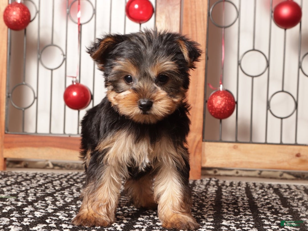 Yorkshire Terrier dogs for sale: Dasher - Ad 3
