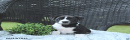 Mixed Breed dogs for sale: Konnor - Ad 9