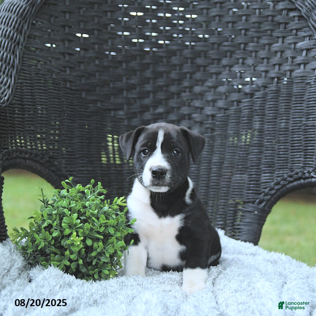 Mixed Breed dogs for sale: Konnor - Ad 9