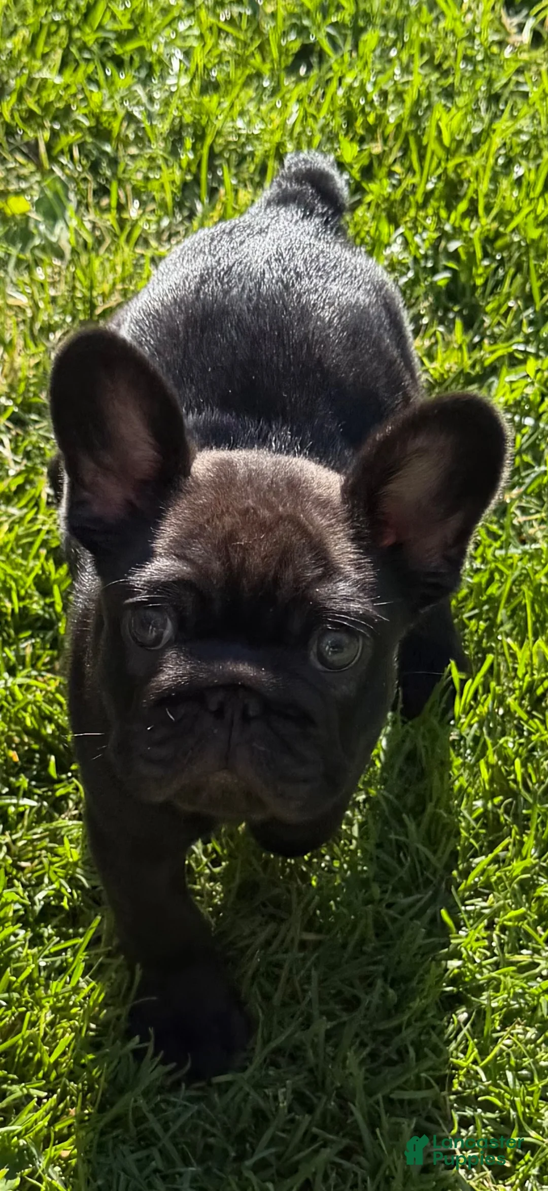 French Bulldog dogs for sale: French Bulldog Male Pup - Ad 21