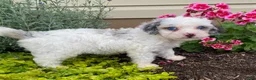 Cavapoo dogs for sale: Asher-small - Ad 4