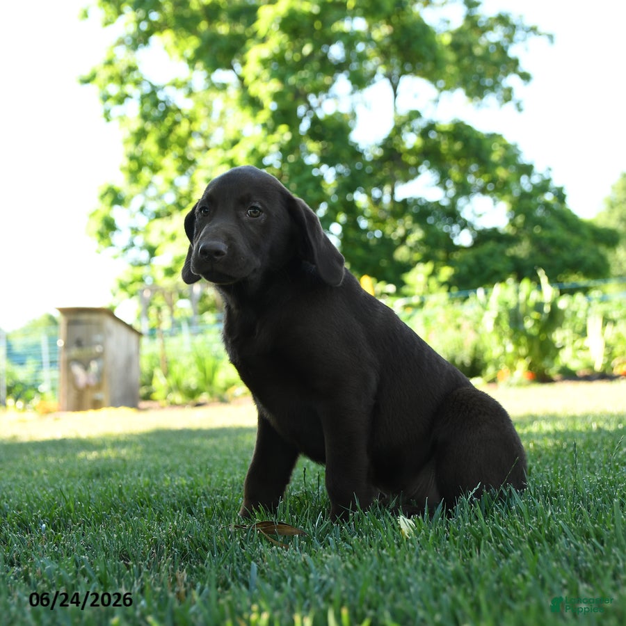 Labrador Retriever dogs Liberty  - Ad 2