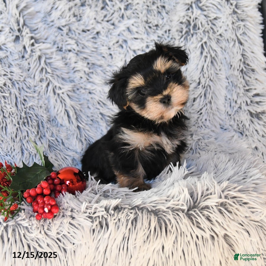 Maltese dogs Max - Ad 8