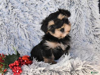 Maltese dogs Max - Ad 14