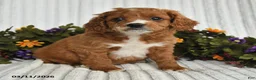 Mixed Breed dogs for sale: Petunia - Ad 3