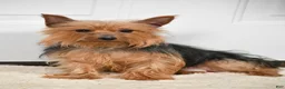 Yorkshire Terrier dogs for sale: Brent - Ad 10