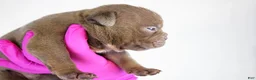 American Bully dogs for sale: Black Male - Ad 18