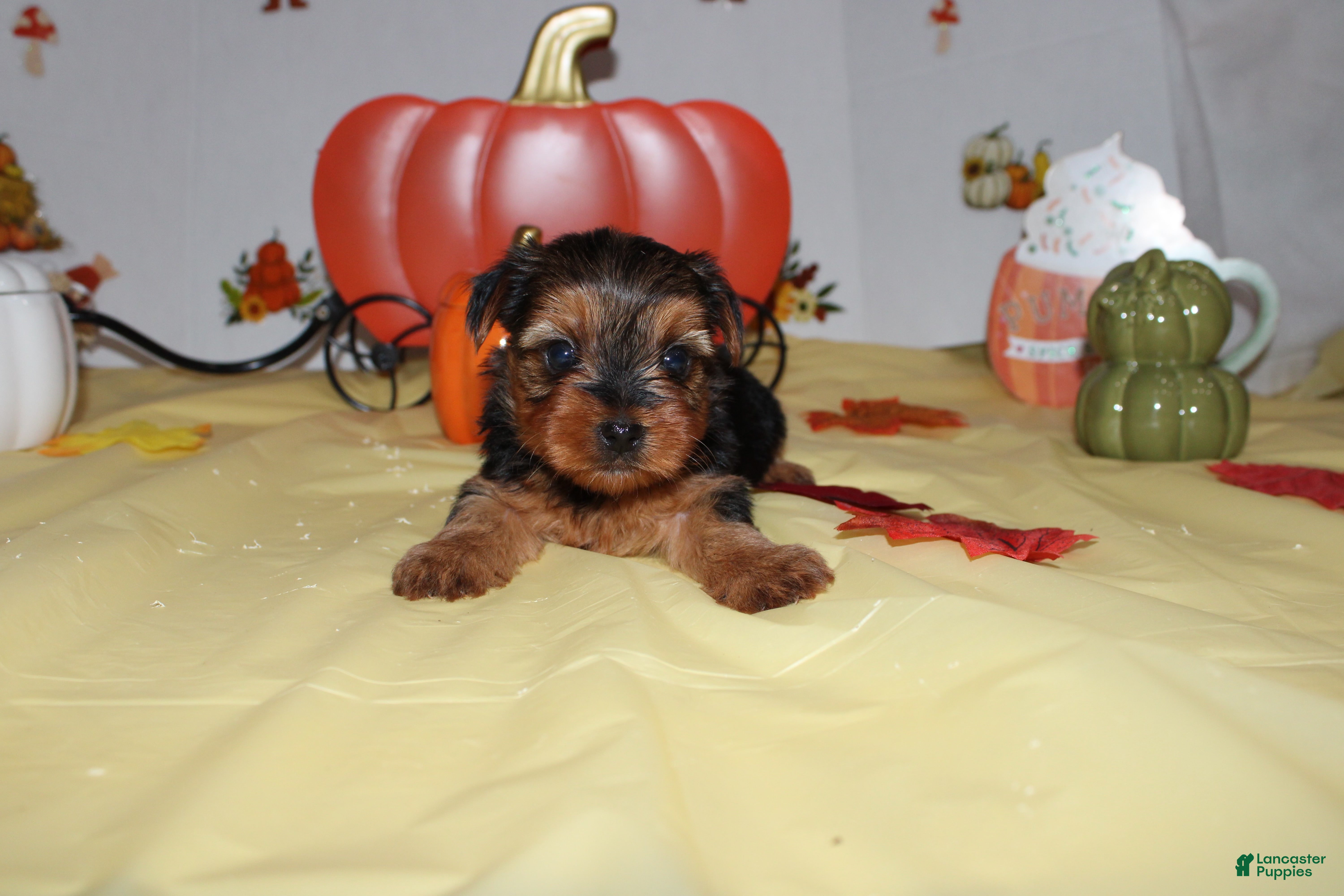 Yorkshire Terrier dogs for sale: Tommy  - Ad 38