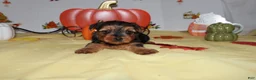 Yorkshire Terrier dogs for sale: Tommy  - Ad 1