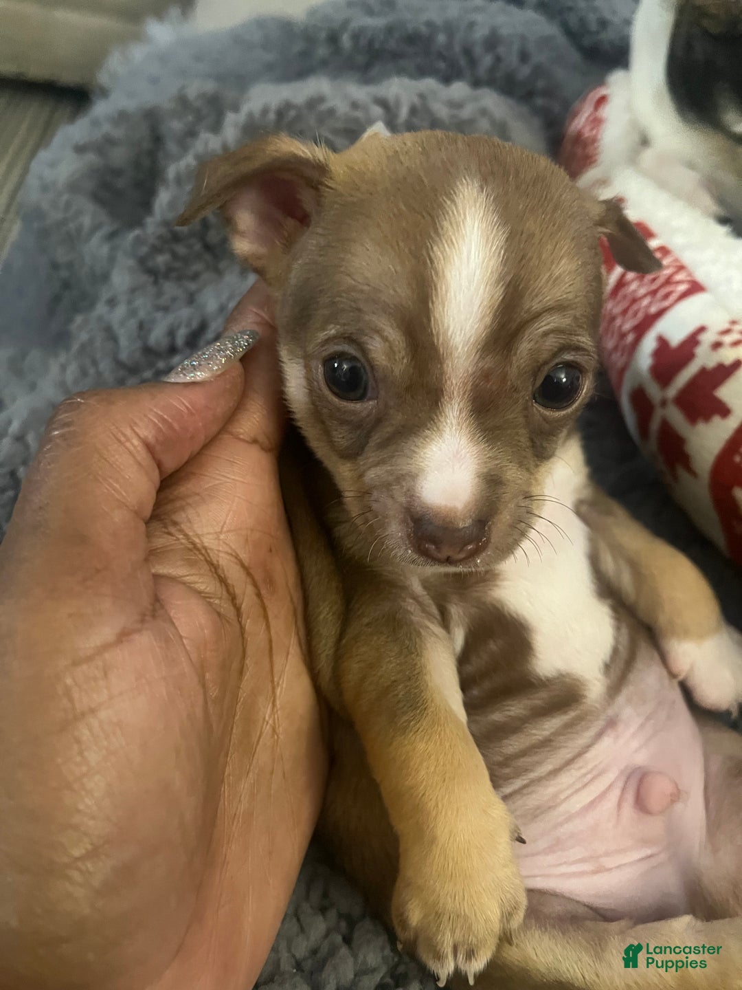 Chihuahua dogs for sale: Chihuahua Puppy 2 - Ad 1