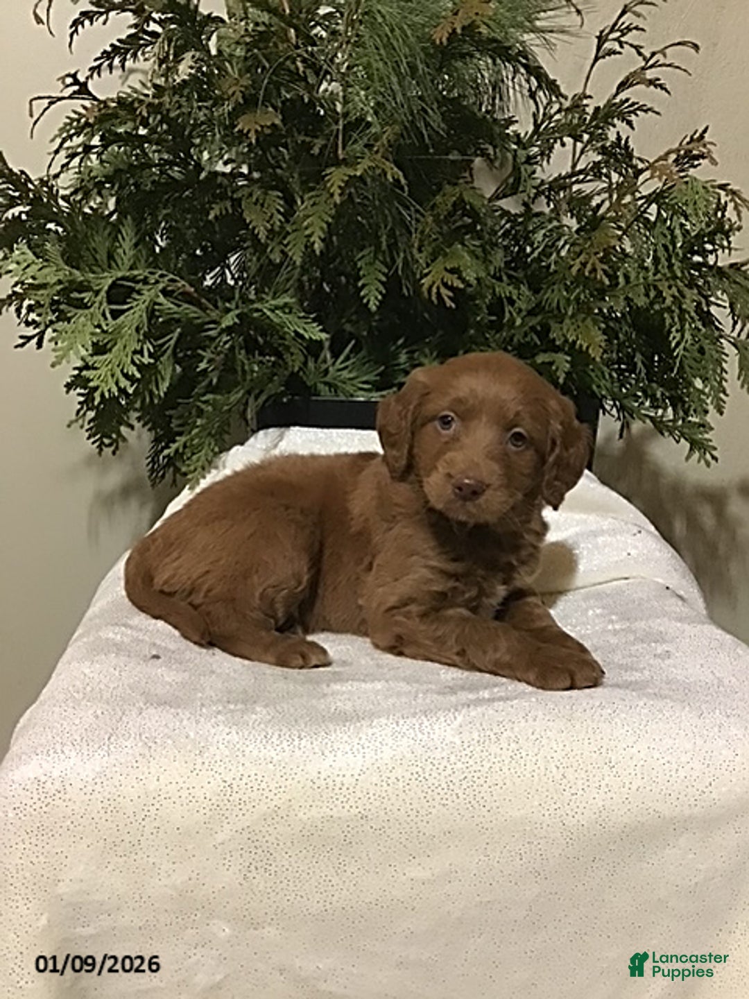 Mini Goldendoodle dogs for sale: Jeremy - Ad 2