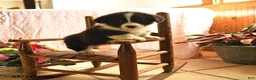 Welsh Corgi Pembroke dogs for sale: Panda - Ad 1