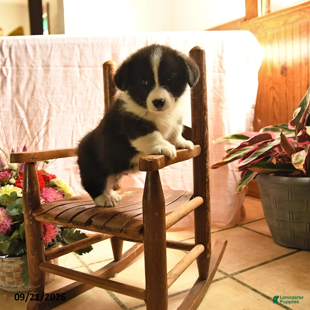 Welsh Corgi Pembroke dogs for sale: Panda - Ad 1