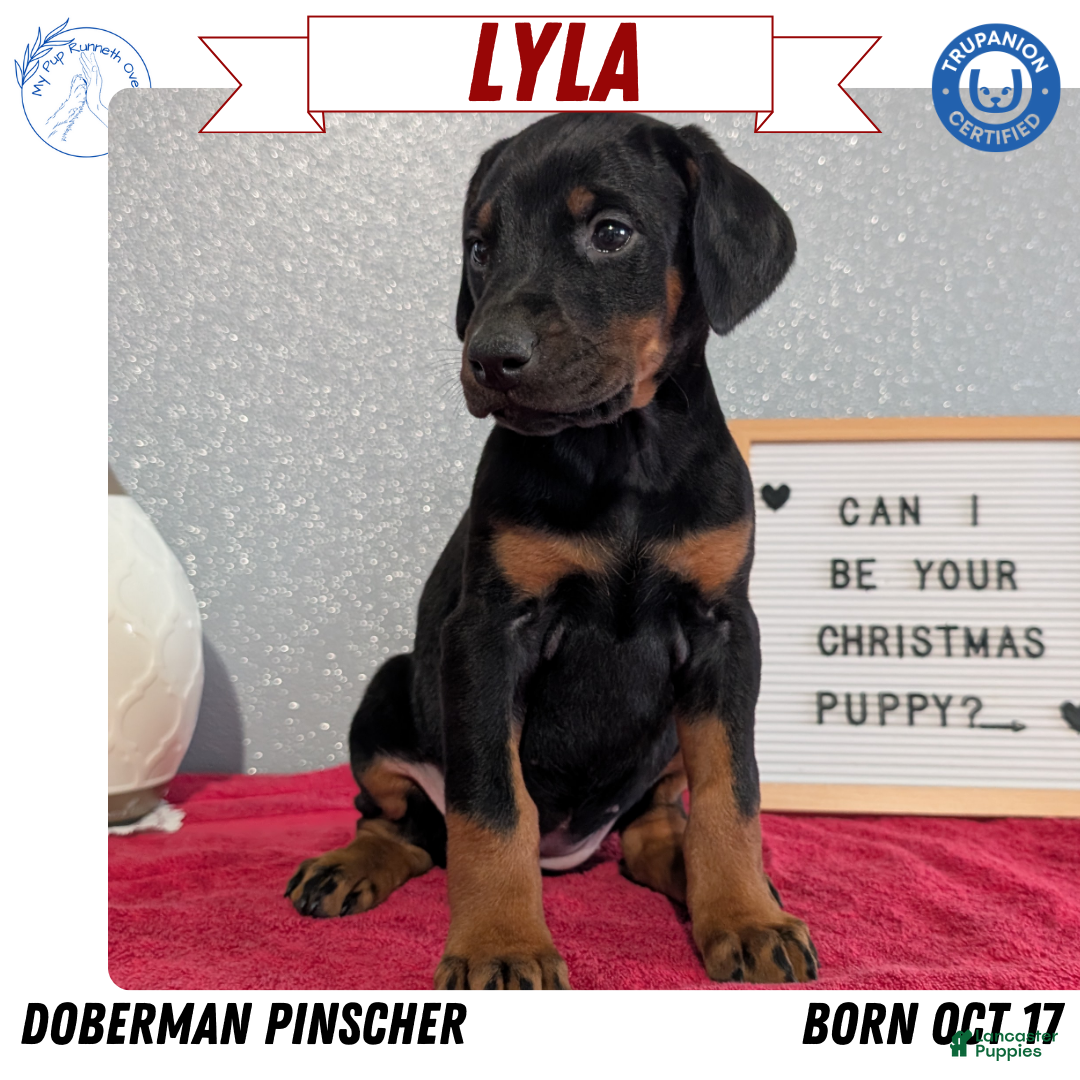 Doberman Pinscher dogs Lyla - Ad 9