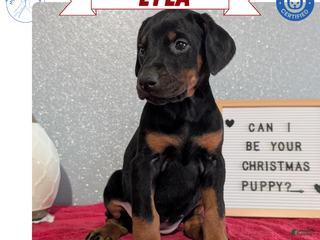 Doberman Pinscher dogs Lyla - Ad 10