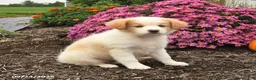 Miniature Australian Shepherd dogs for sale: Jade - Ad 4