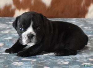 English Bulldog dogs ANGUS - Ad 1