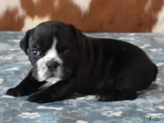 English Bulldog dogs ANGUS - Ad 1
