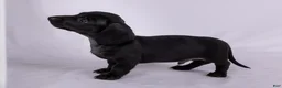 Miniature Dachshund dogs for sale: Peter - Ad 5