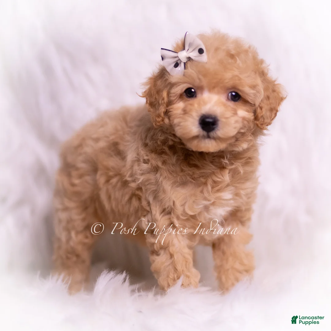 Toy Poodle dogs for sale: Tinker - Ad 1