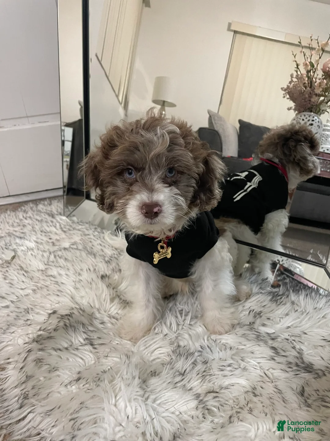 Gallery Image {{count}}