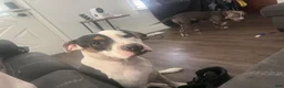 American Bully dogs for sale: Peanut - Ad 4