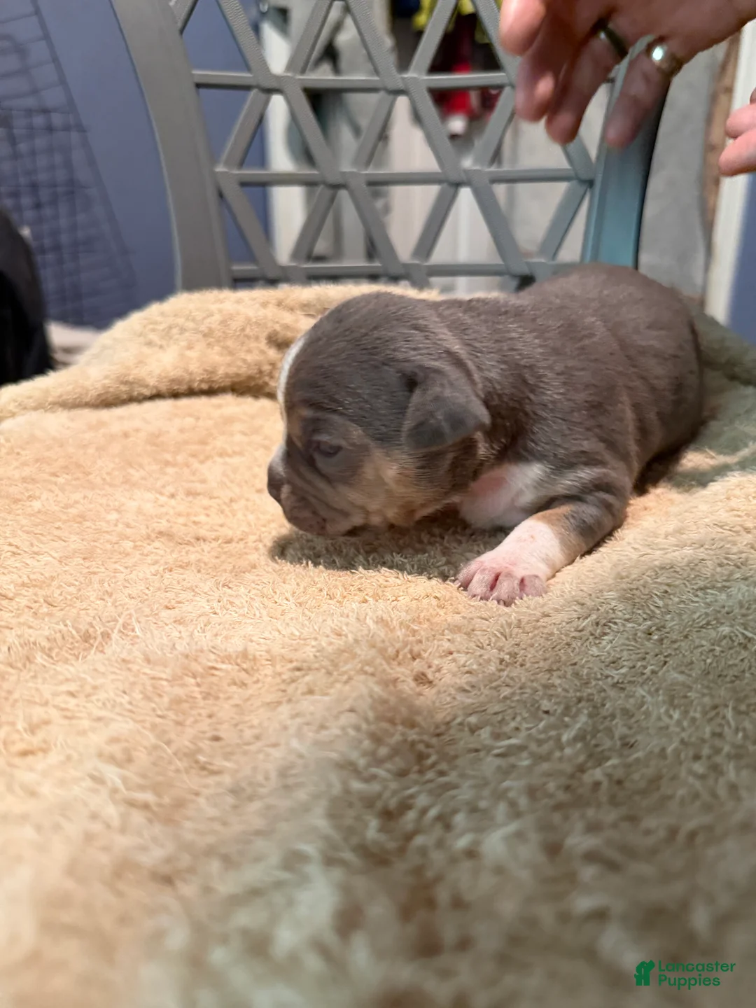 American Bully dogs for sale: Girl 1 - Ad 2