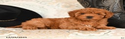 Cavapoo dogs for sale: Snuggles   - Ad 3
