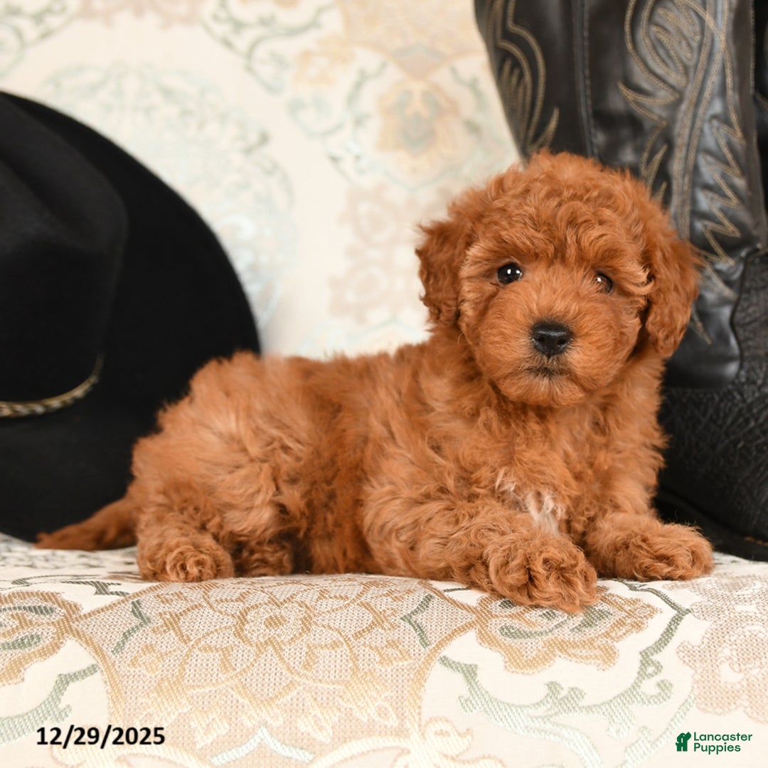 Cavapoo dogs for sale: Snuggles   - Ad 3